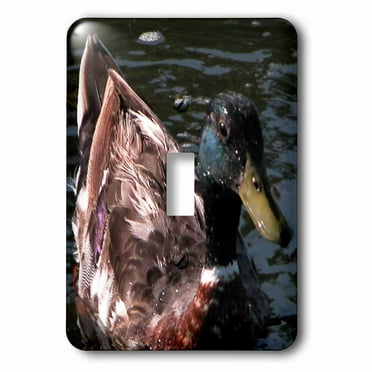3dRose lsp_50354_2 Male Mallard Duck Wet Toggle Switch 3dRose lsp_50354_2 Male Mallard Duck Wet Toggle Switch